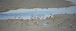 火烈鳥,鳥,印度