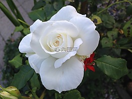 白玫瑰,玫瑰,玫瑰花園