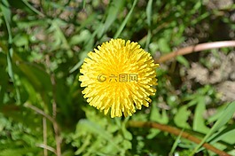蒲公英,春天,黃色