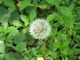 面包師傅,鮮花,性質