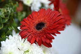 花,植物區(qū)系,自然