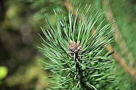 樹(shù)芽,松,森林
