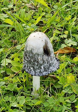 蘑菇,草地,蘑菇时间