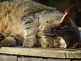 貓,休息,國內(nèi)動物
