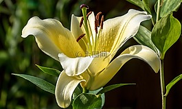 百合,花,性質(zhì)