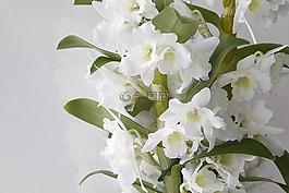 florallure,蘭花,白