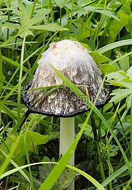 蘑菇,隱藏,成長