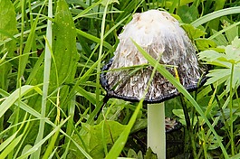 蘑菇,隱藏,成長