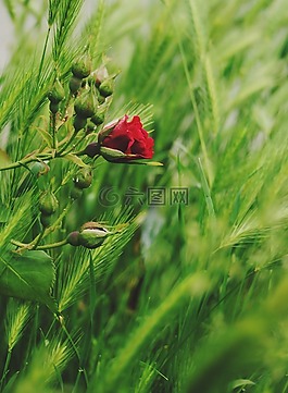 玫瑰,花,花的
