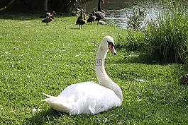 天鵝,鴨,鳥