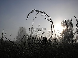 草,霧,早上