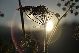 意大利,花,太阳