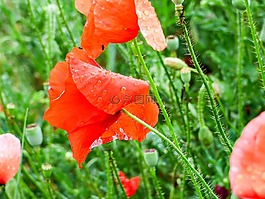 罌粟,花卉,雨滴