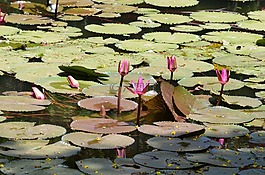 百合港口,蓮花,花
