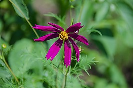 宇宙,花卉,美麗