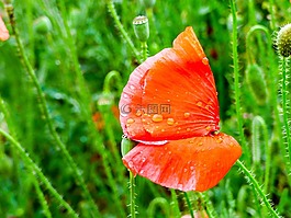 罂粟,雨滴,草甸花