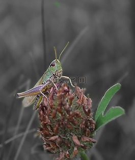 昆蟲,草,蚱蜢