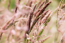 草,野生草,野生