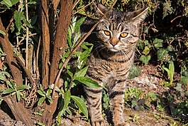 貓,宿醉,好奇心