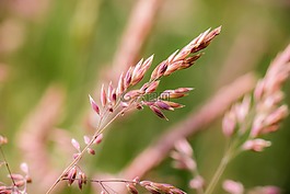 草,野生草,野生