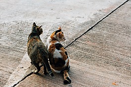 貓,動物,寵物