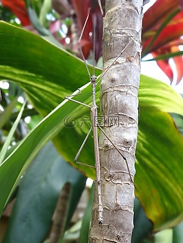 昆蟲,棒,植物