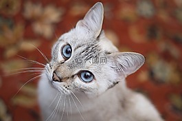 猫,白,蓝色的眼睛