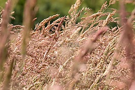 草,野生草,野生