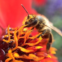 紅色,蜜蜂,工作