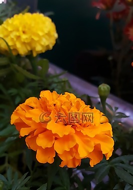 花,橙色,橙花