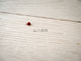 瓢蟲,木,地面