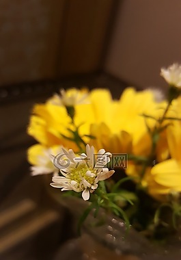 白,黃色,花
