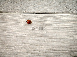 瓢蟲,木,地面