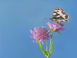格紋蝴蝶,edelfalter,蝴蝶