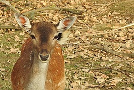獐鹿,野生,休耕鹿