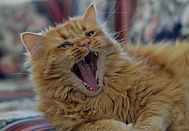 猫,猫的,姜