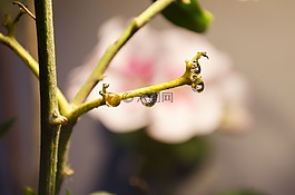 拖放,花,性質