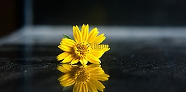 黃色,花,美麗