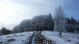 林,樹木,雪景觀