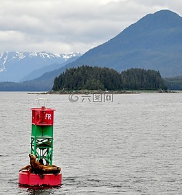 阿拉斯加州,海獅,海洋