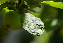 工作表,蘋果樹,太陽
