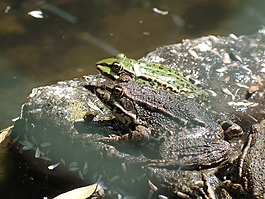 青蛙,水,池塘