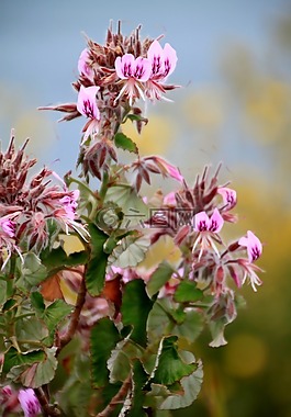 開花,鮮花,花