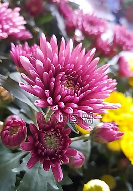 紫色花,花,紫色的花朵