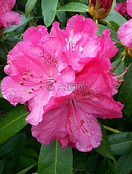 杜鵑,花,盛開