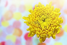 黄色,菊花,春
