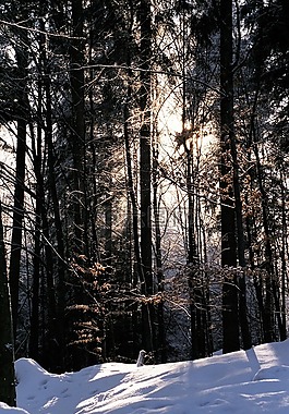 伍茲,樹,雪