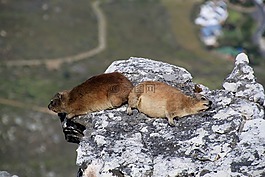 非洲蹄兔,桌山,开普敦