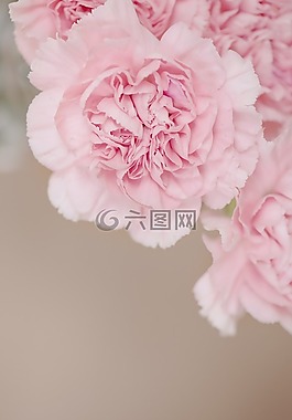 丁香,花,粉紅色