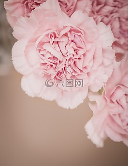 丁香,花,粉紅色